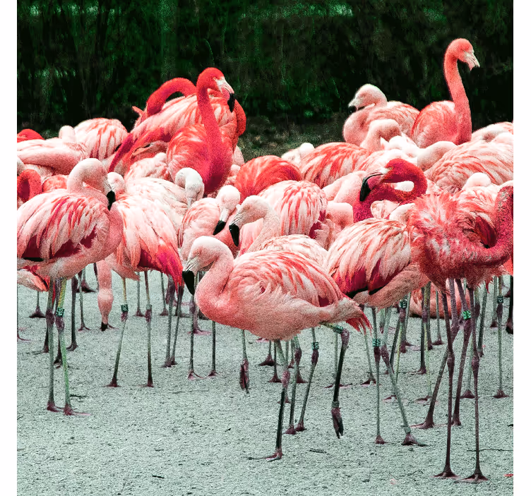 Roleta do salonu z pięknymi flamingami na wodzie - TenStickers