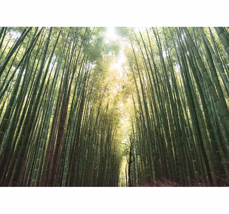 Roleta do salonu las bambusowy zen - TenStickers