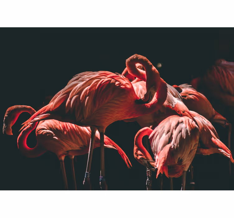 Roleta do salonu z różowymi flamingami w świetle - TenStickers