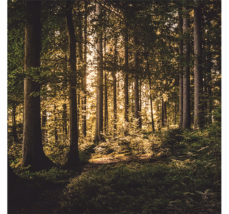 Roleta do salonu leśna natura w południe - TenStickers