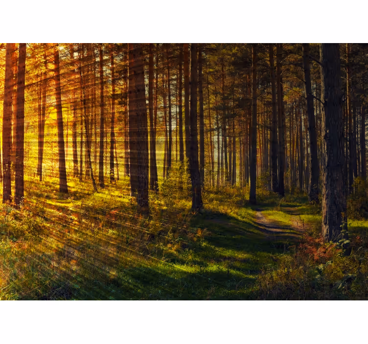 Roleta do sypialni promienie Światła w lesie - TenStickers