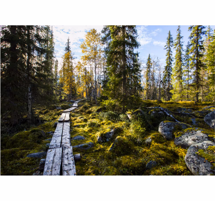 Roleta do sypialni park narodowy koli finlandia - TenStickers