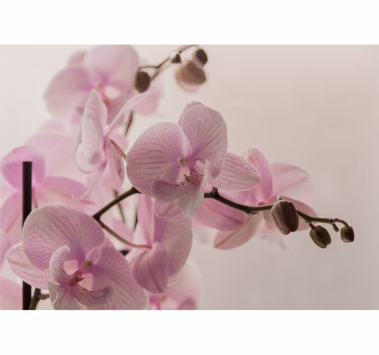 Roleta do sypialni w motyw orchidei - TenStickers