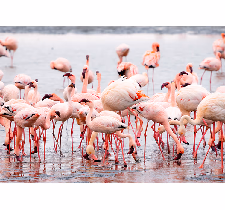 Roleta do salonu regionu camargue z flamingami - TenStickers