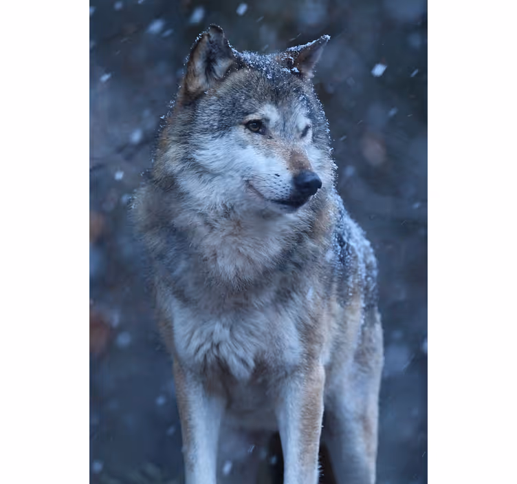 Roleta dla nastolatka wilk w śniegu - TenStickers