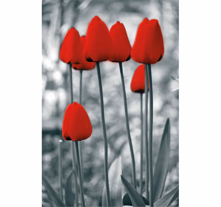 rolety w kwiaty Czerwone tulipany kolorowe - TenStickers