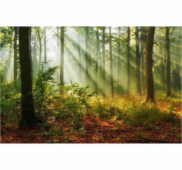 Fototapeta las z naturalnym światłem w lesie - TenStickers