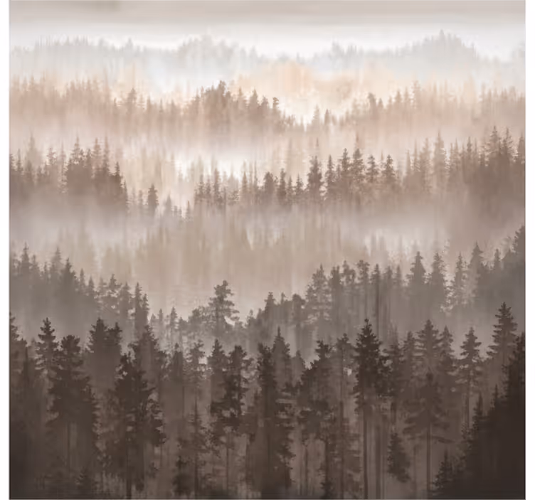 Fototapeta krajobraz warstwy drewnianego lasu - TenStickers
