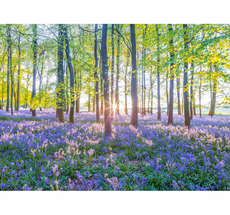 Fototapeta las w nowoczesnym stylu inspirowanym naturą - TenStickers