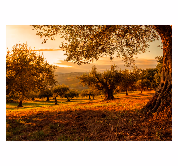 Fototapeta drzewa oliwne  - TenStickers
