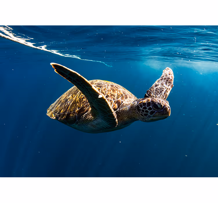 Fototapeta ocean żółw podwodny  - TenStickers