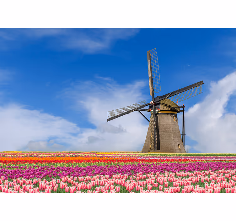 Fototapeta tulipanowe pole i wiatrak - TenStickers