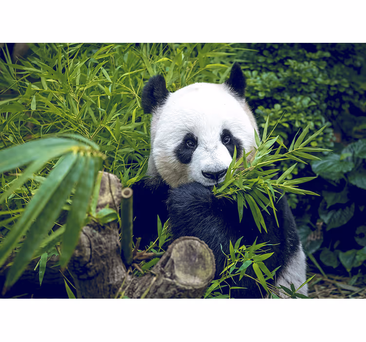 Fototapeta panda w cieniu bambusy - TenStickers