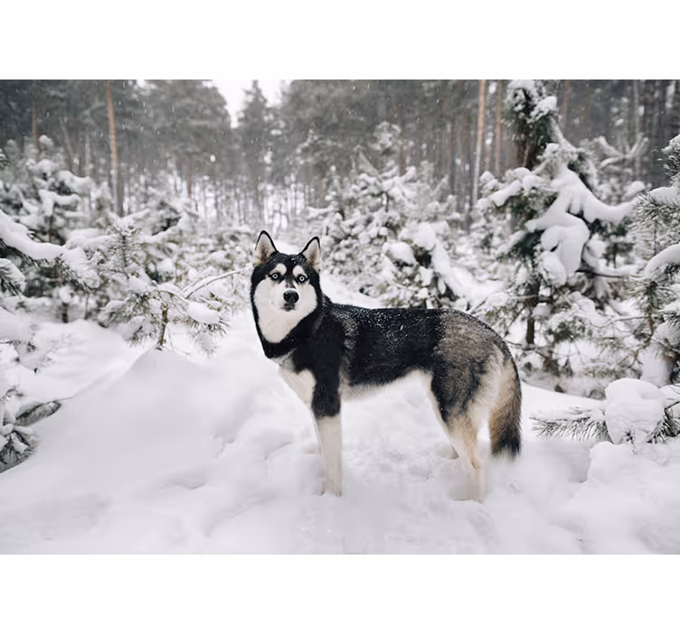 Fototapeta zimowy las i pies husky - TenStickers
