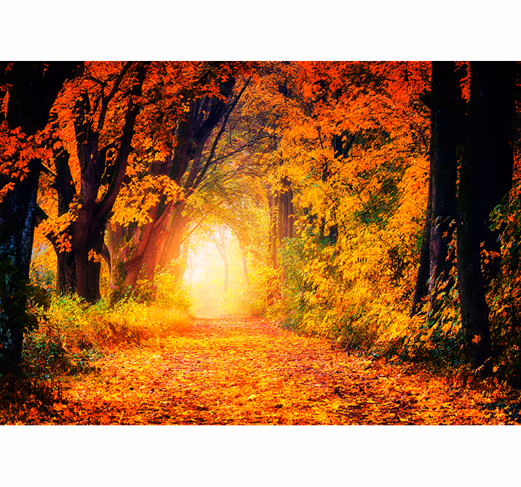 Fototapeta jesienna ścieżka natura  - TenStickers
