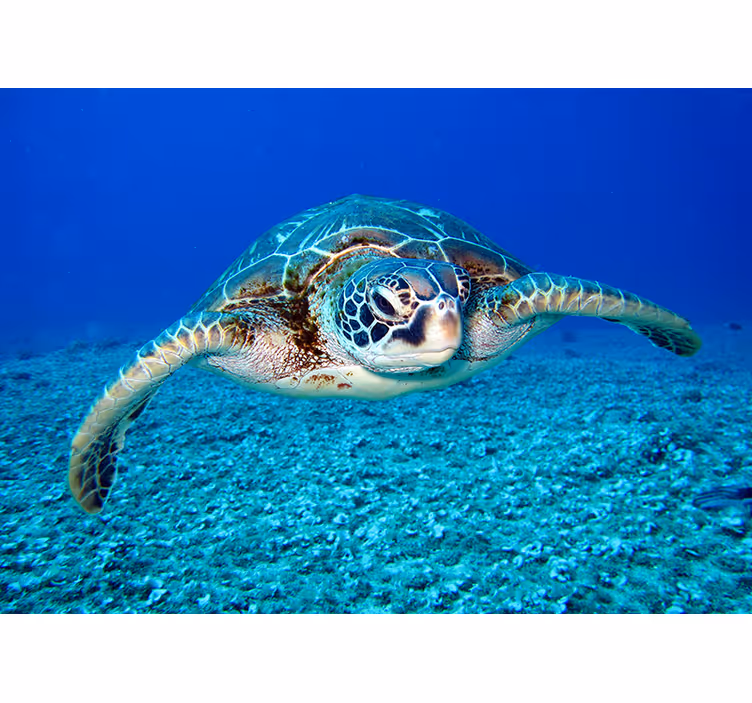 Fototapeta Hawksbill żółw morski - TenStickers