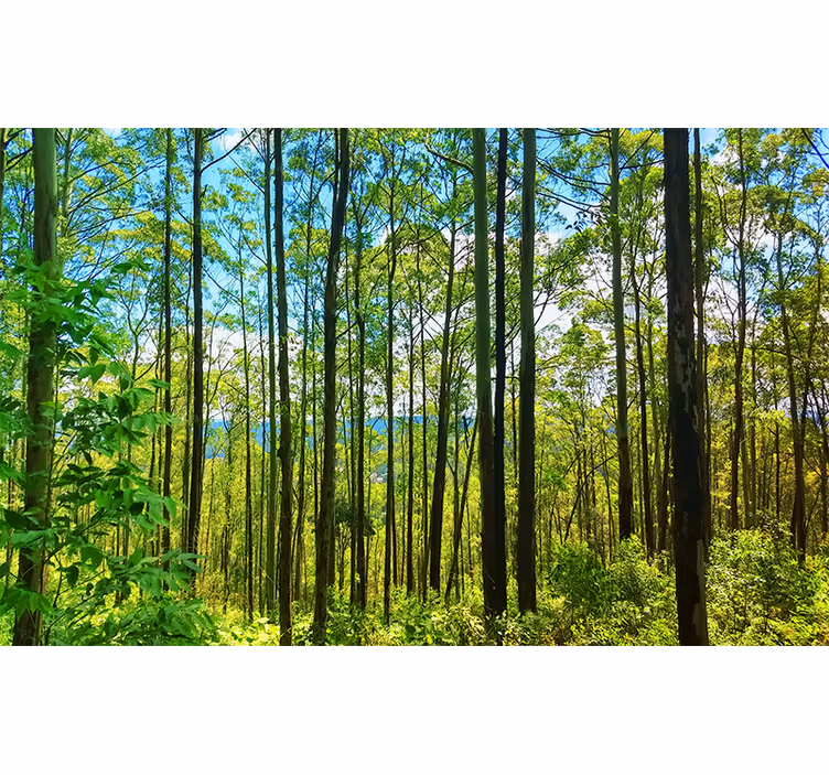 Fototapeta natura wysokie zielone drzewa - TenStickers