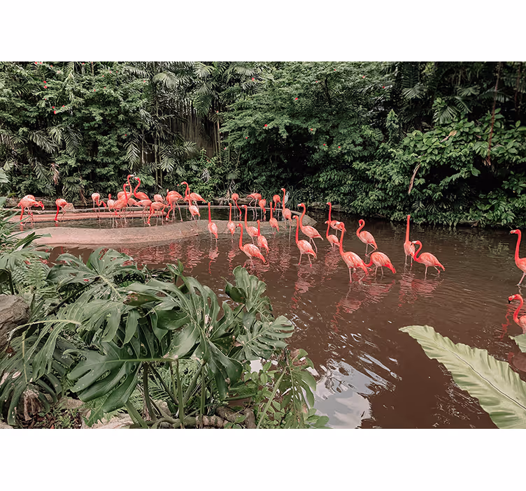 Fototapeta zwierzęta flamingi nad wodą - TenStickers