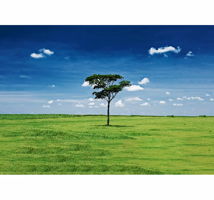 Fototapeta natura pojedyncze zielone drzewo - TenStickers