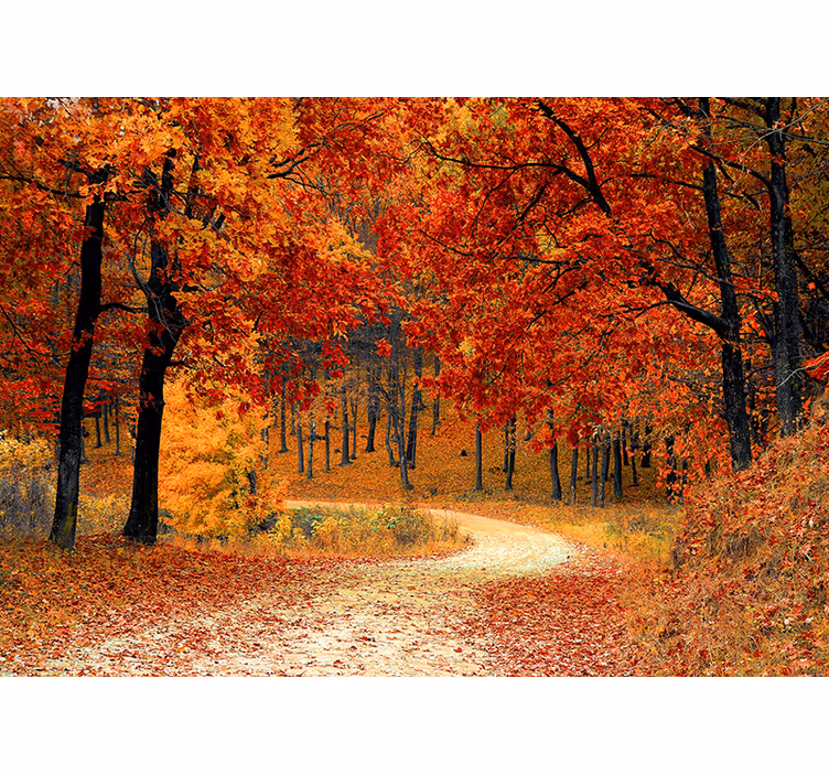 Fototapeta natura jesienna leśna ścieżka - TenStickers