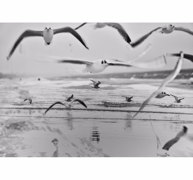 Fototapeta latające mewy na plaży - TenStickers