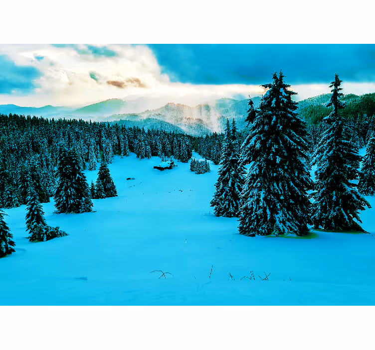 Fototapeta krajobraz śnieżny las sosnowy - TenStickers
