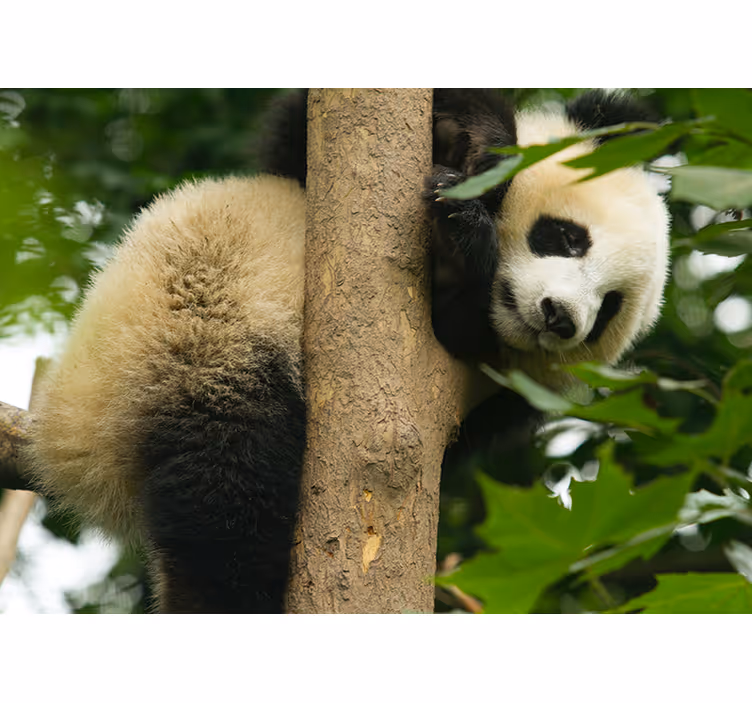 Fototapeta zwierzęta panda wspinająca się na drzewo - TenStickers
