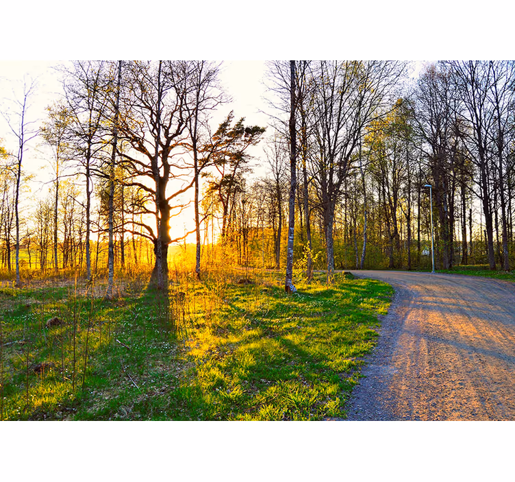 Fototapeta natura leśna Ścieżka w słońcu - TenStickers