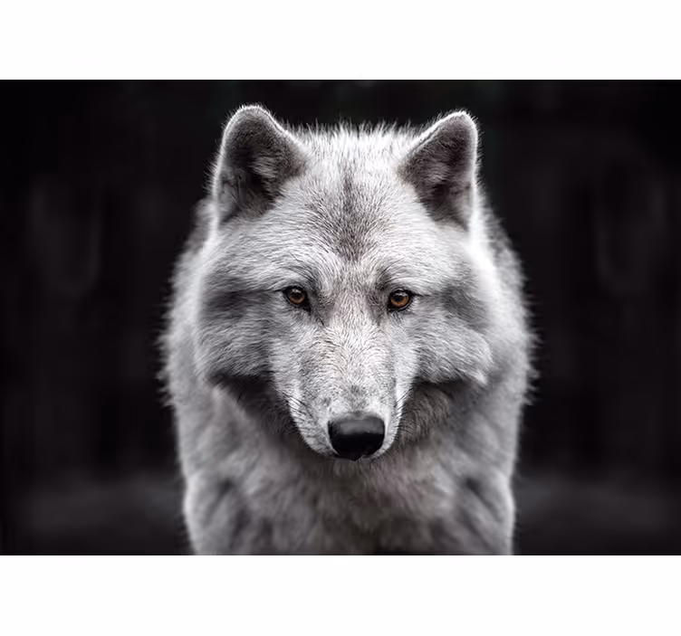 Fototapeta biały wilk - TenStickers