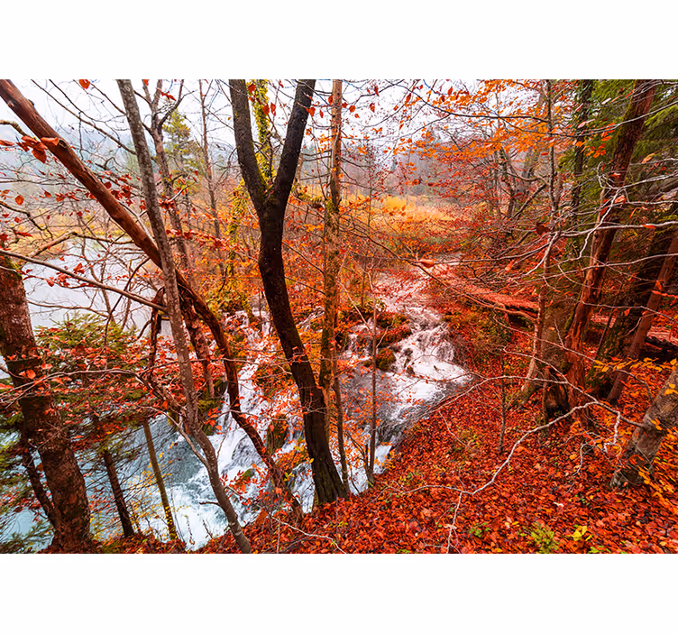 Fototapeta natura jesienna scena leśna - TenStickers