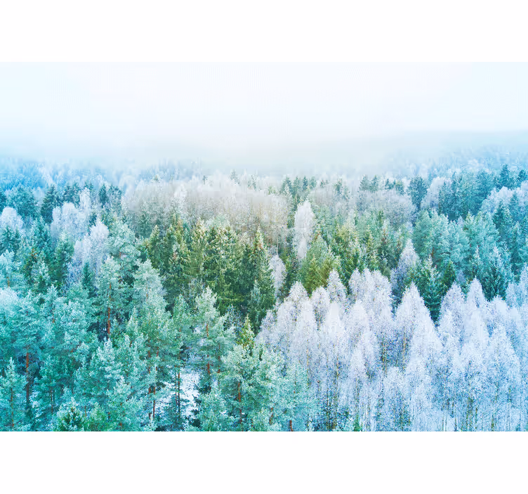 Fototapeta natura widok na krajobraz lasu - TenStickers