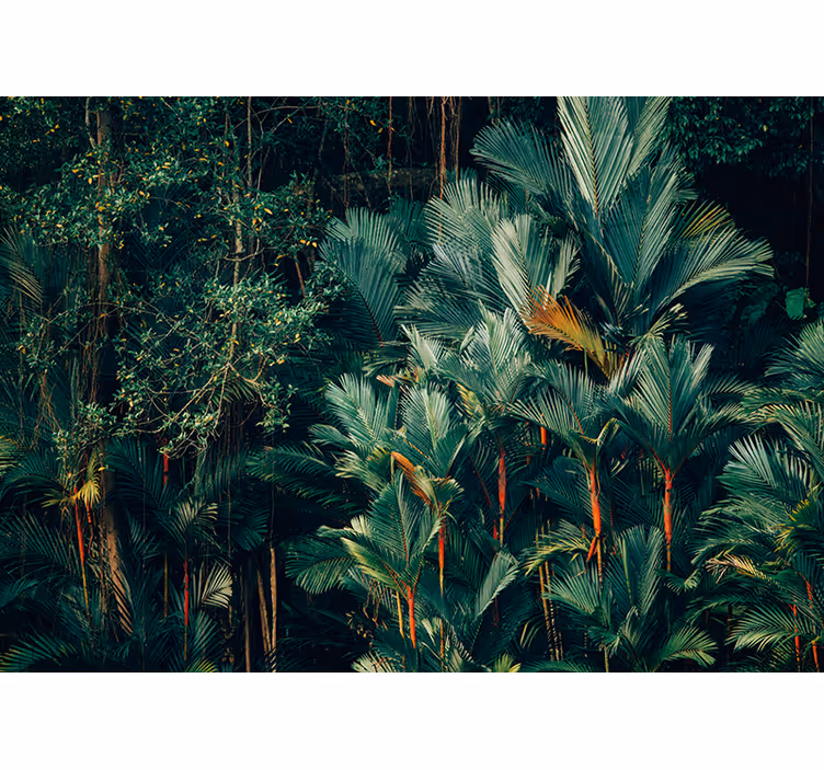 Fototapeta natura liście egzotycznych palm - TenStickers