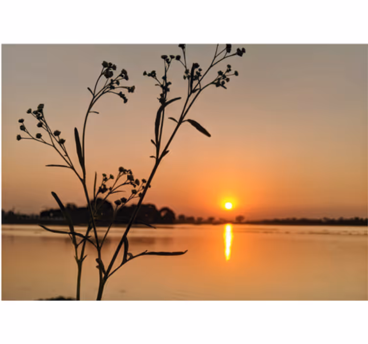 Fototapeta natura sylwetka kwiatów o zachodzie słońca - TenStickers