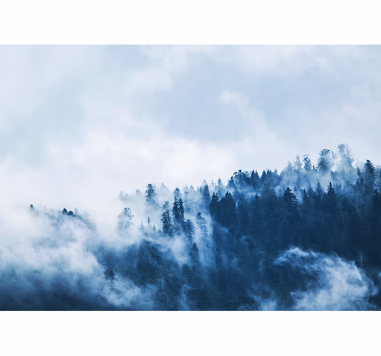 Fototapeta natura krajobraz leśny w mgle - TenStickers
