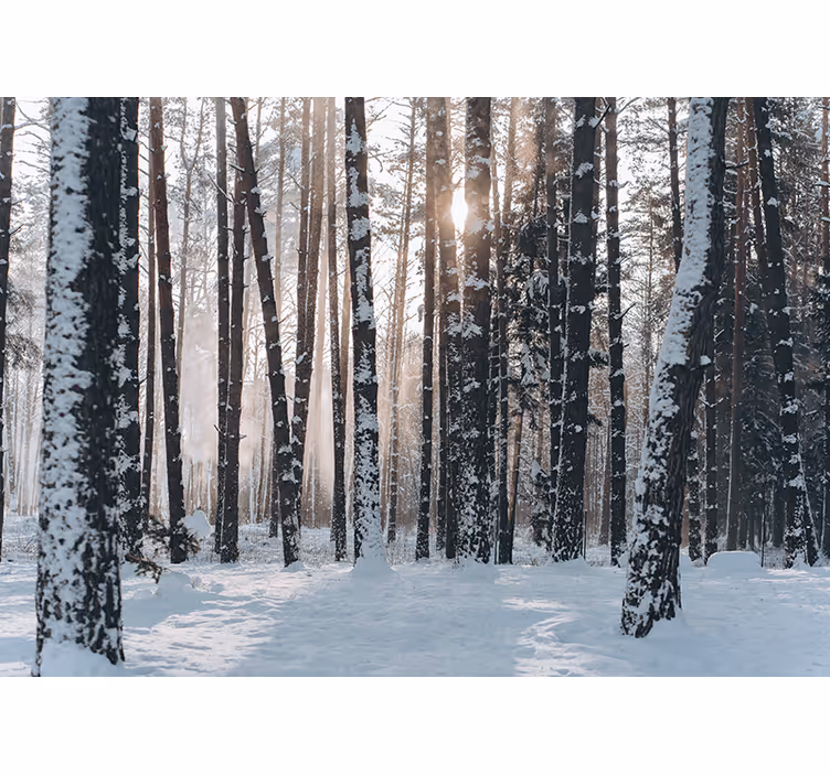 Fototapeta las zimowe lasy sosnowe - TenStickers