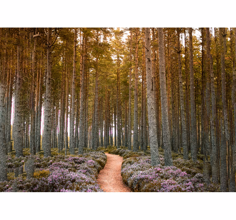 Fototapeta natura przygoda na leśnej ścieżce - TenStickers