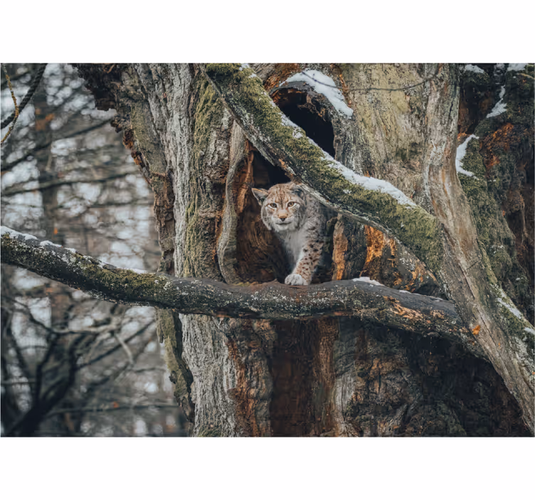 Fototapeta zwierzęta ryś na drzewie - TenStickers