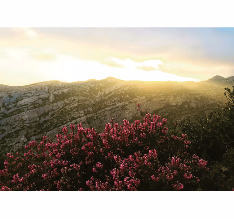 Fototapeta natura kwiaty w rozkwicie różowe - TenStickers