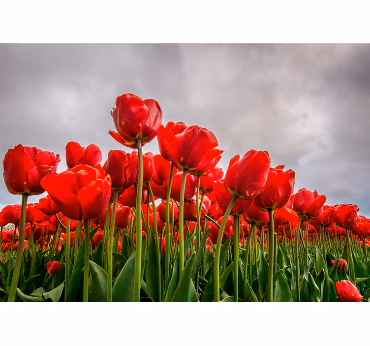 Fototapeta w maki czerwone pole tulipanów - TenStickers
