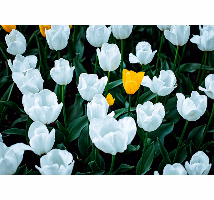 Fototapeta w kwiaty kwitną białe tulipany - TenStickers