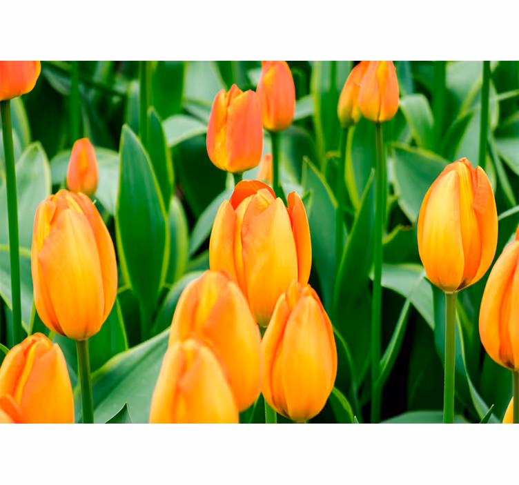 Fototapeta w tulipany obfitość tulipanów - TenStickers
