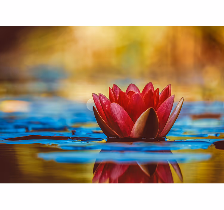 Fototapeta w magnolie elegancka lilia wodna - TenStickers