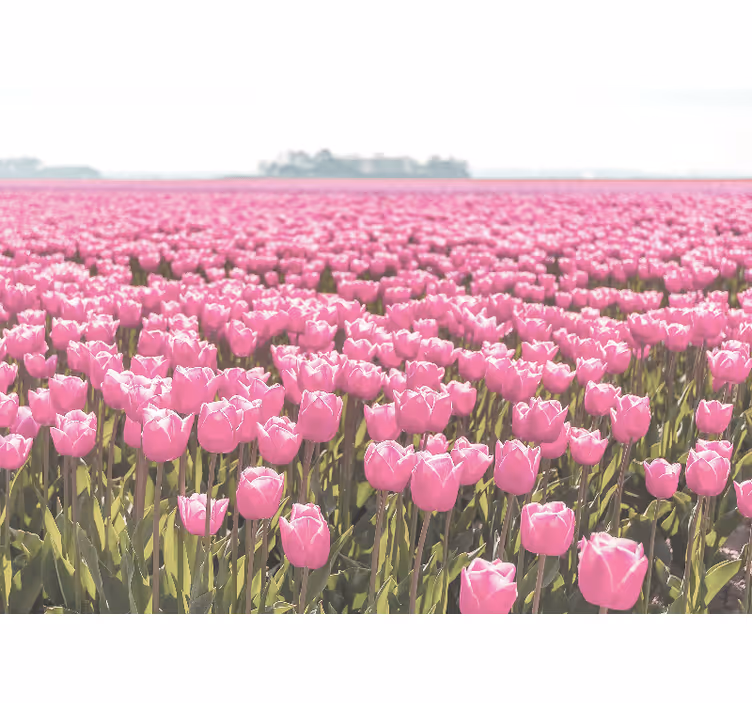 Fototapeta w maki pola różowych tulipanów - TenStickers