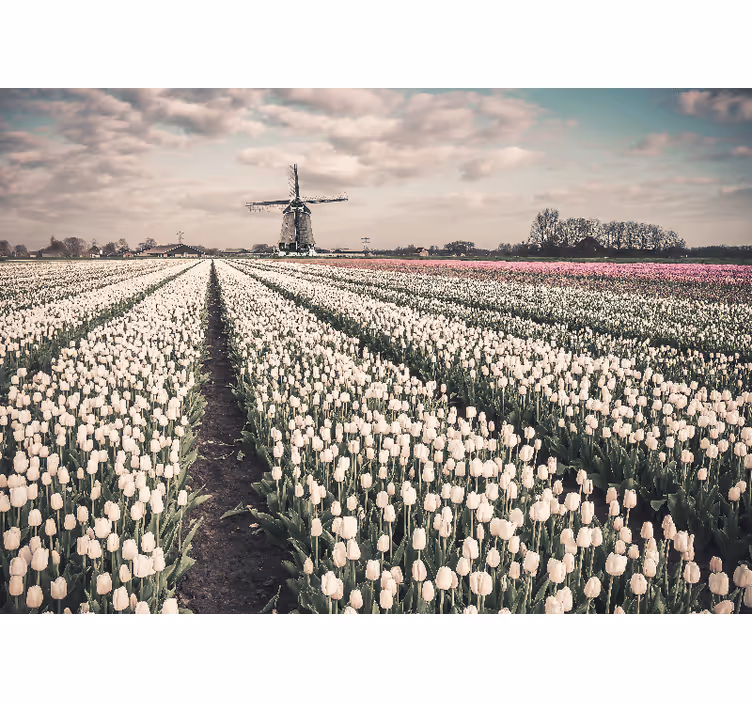 Fototapeta w kwiaty sceneria tulipanów - TenStickers