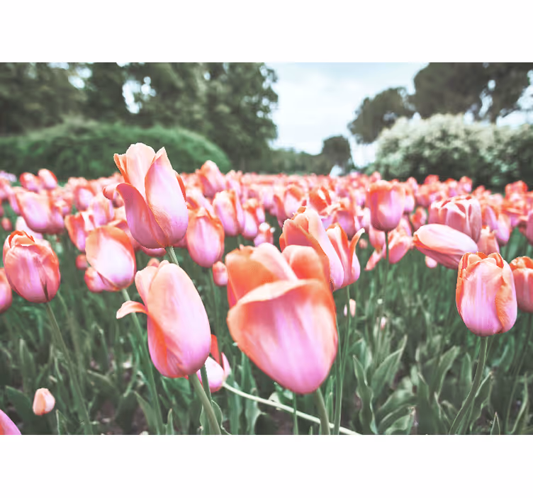 Fototapeta w maki kwiaty tulipanów w pełnym rozkwicie - TenStickers