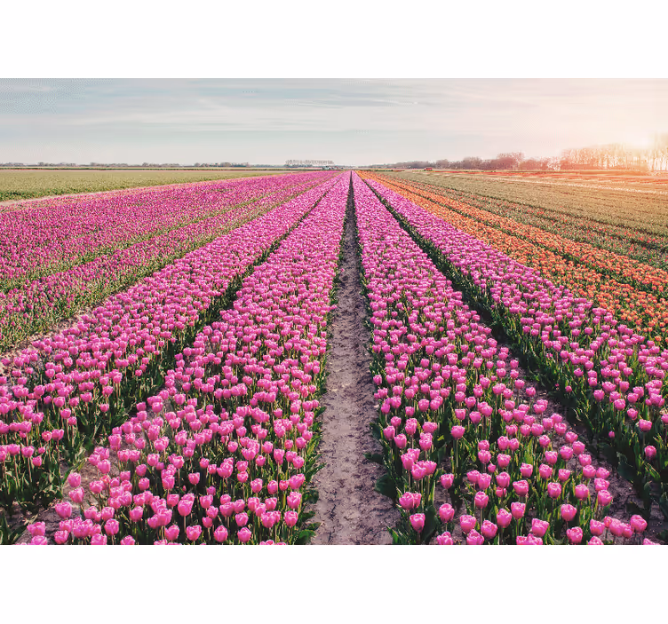 Fototapeta w kwiaty sceneria tulipanowego Łąki - TenStickers
