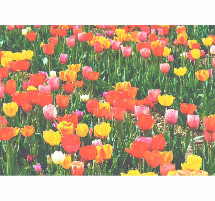 Fototapeta w kwiaty kwiaty na polu tulipanów - TenStickers