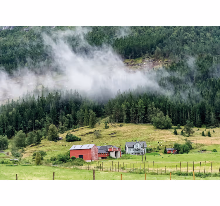 Fototapeta natura las norweski - TenStickers