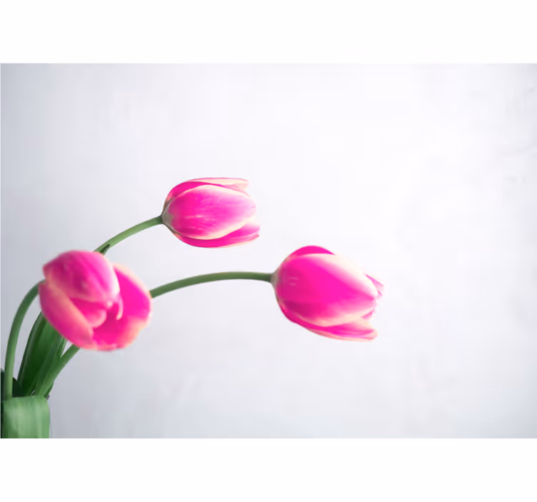 Fototapeta w maki kwiaty różowych tulipanów - TenStickers