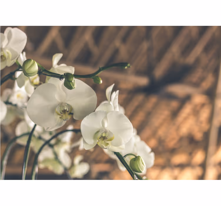 Fototapeta orchidea eleganckie kwiaty orchidei - TenStickers